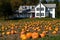 Pumpkins patch