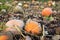 Pumpkins patch field with big gourds