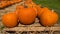 Pumpkins. Pumpkin patch. October fest. Outdoor farmer market. Farm decoration.