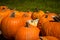 Pumpkins at the pumpkin patch. Outdoor farmer market. Farm decoration. Large pumpkin good for Thanksgiving Day or Halloween