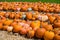 Pumpkins at the pumpkin patch. Outdoor farmer market. Farm decoration. Large pumpkin good for Thanksgiving Day or Halloween