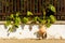 Pumpkins ready for harvest growing through fence