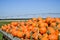 Pumpkins ready for sale loaded on a wagon