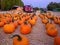 Pumpkins resting on a bed of Straw