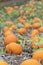 Pumpkins ripe and orange on hill in pumpkin patch field
