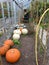 Pumpkins ripening in a greenhouse