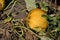 Pumpkins ripening in a pumpkin field, pumpkins ready to be harvested, pumpkins planted for seeds