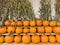 Pumpkins in a row on wooden shelf, fall display