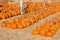 Pumpkins in Rows For Sale at a Pumpkin Patch