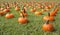 Pumpkins for sale