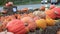 Pumpkins for sale on display at a roadside farmer market.
