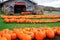 Pumpkins for sale at a roadside farm