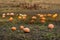 Pumpkins are scattered in the field. in the village harvest pumpkins in autum