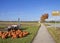 Pumpkins on sell along the road