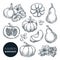Pumpkins sketch vector illustration. Autumn gourd harvest. Hand drawn agriculture, farm isolated design elements