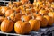 Pumpkins on skids