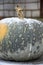 Pumpkins in the snow close-up. Winter vertical snow-covered background