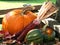 Pumpkins, Squash and Corn