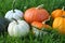 Pumpkins and squashes colorful harvest in the grass