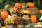 Pumpkins, straw and flowers