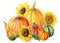 Pumpkins and sunflowers, autumn harvest, watercolor illustration, isolated white background