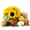 Pumpkins and sunflowers over white background, space for t