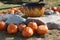 Pumpkins surrounding witches cauldron