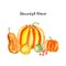 Pumpkins and tomatoes painted with watercolors on white background. Colored vegetables painted on paper. Autumn