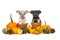 Pumpkins and two flower pots with two chihuahua puppy dogs