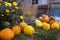 Pumpkins in the Ukrainian village in autumn