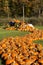 Pumpkins in Vermont Autumn