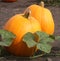 Pumpkins on the Vine