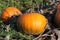 Pumpkins on the Vine