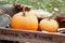 Pumpkins in Wagon