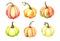 Pumpkins watercolor set for Thanksgiving cards on white background