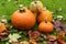 Pumpkins on wet grass whit autumn fallen leafs