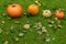 Pumpkins on wet grass whit autumn fallen leafs