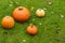 pumpkins on wet grass whit autumn fallen leafs