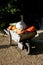 Pumpkins in wheelbarrow