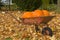 Pumpkins in a wheelbarrow