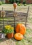 Pumpkins at wicker fence