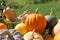 Pumpkins and winter squashes colorful harvest