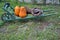 Pumpkins on a wooden wheelbarrow