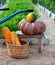 Pumpkins, zucchini, melons close - up on the background of a garden bed. The harvest in the fall