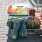 Pumpkins and zucchini on a pallet in the agricultural market.