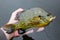 Pumpkinseed Fish Caught on Lure