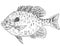 Pumpkinseed Lepomis gibbosus Freshwater Fish Cartoon Drawing