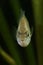 Pumpkinseed, lepomis gibbosus invasive fish species