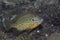 Pumpkinseed sunfish