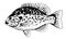 Pumpkinseed sunfish black and white